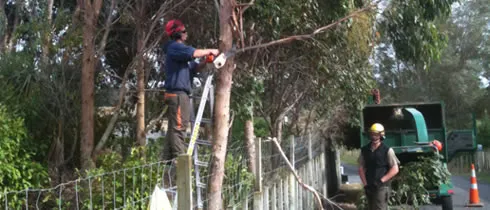 Habitat Tree Surgeons