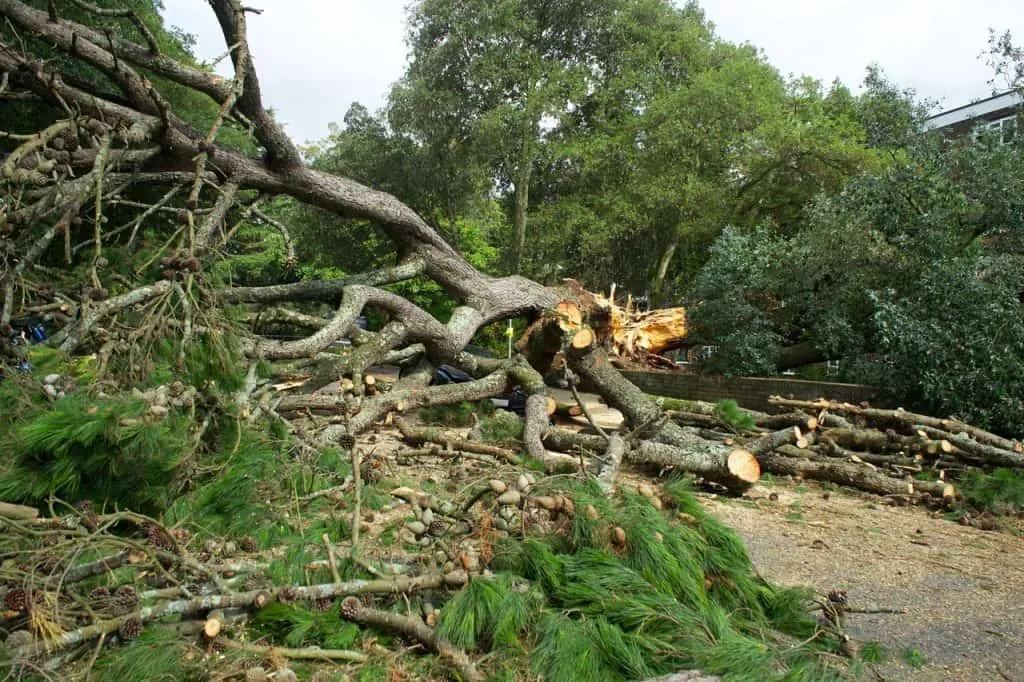 My Tree Services
