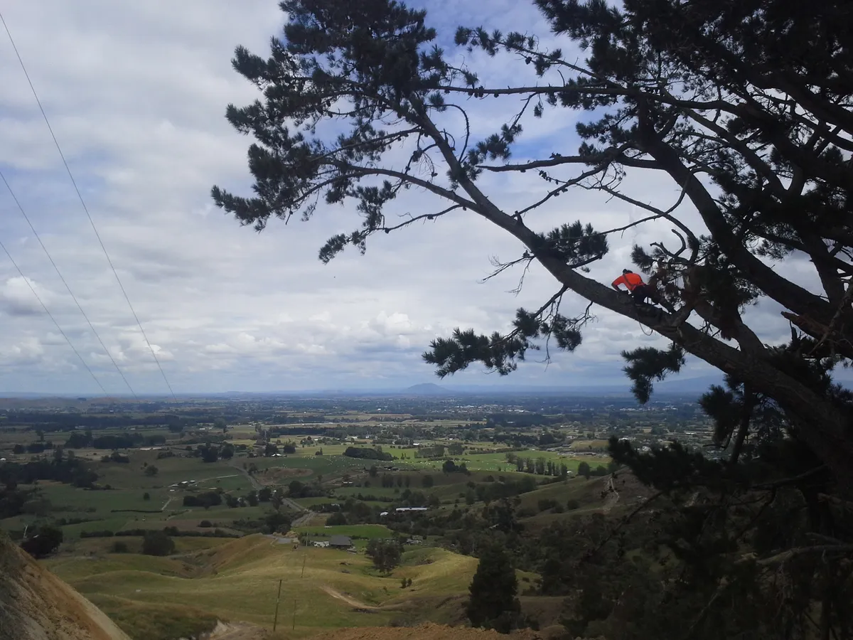 Waikato Tree Services