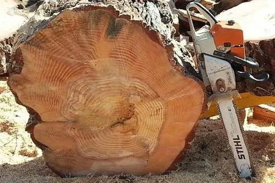 Ace Tree Recycling