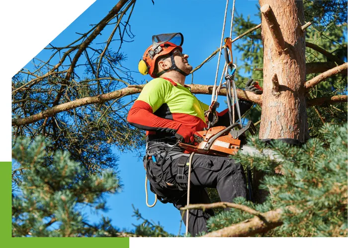 Arborist Auckland Tree Removals