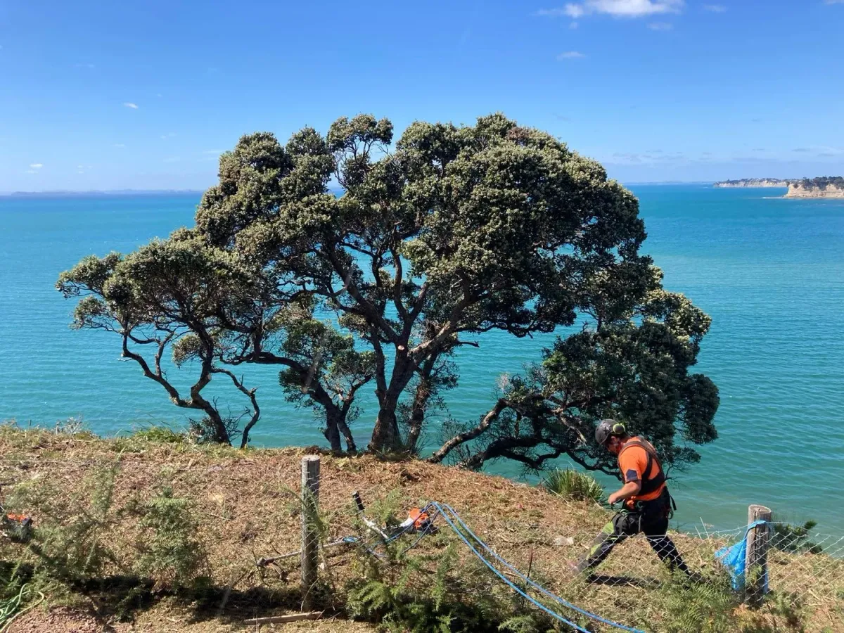 The Tree Climbers