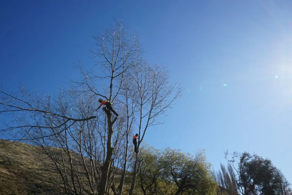 Wanaka Tree Care