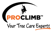 Pro Climb Tree Care
