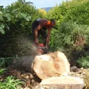 Auckland Tree Masters
