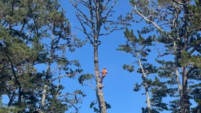 Baker Tree Services Ltd