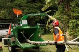The Treeman