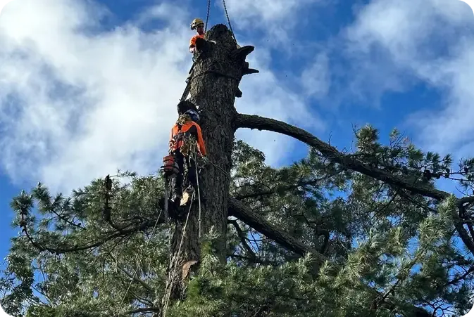 Tree King