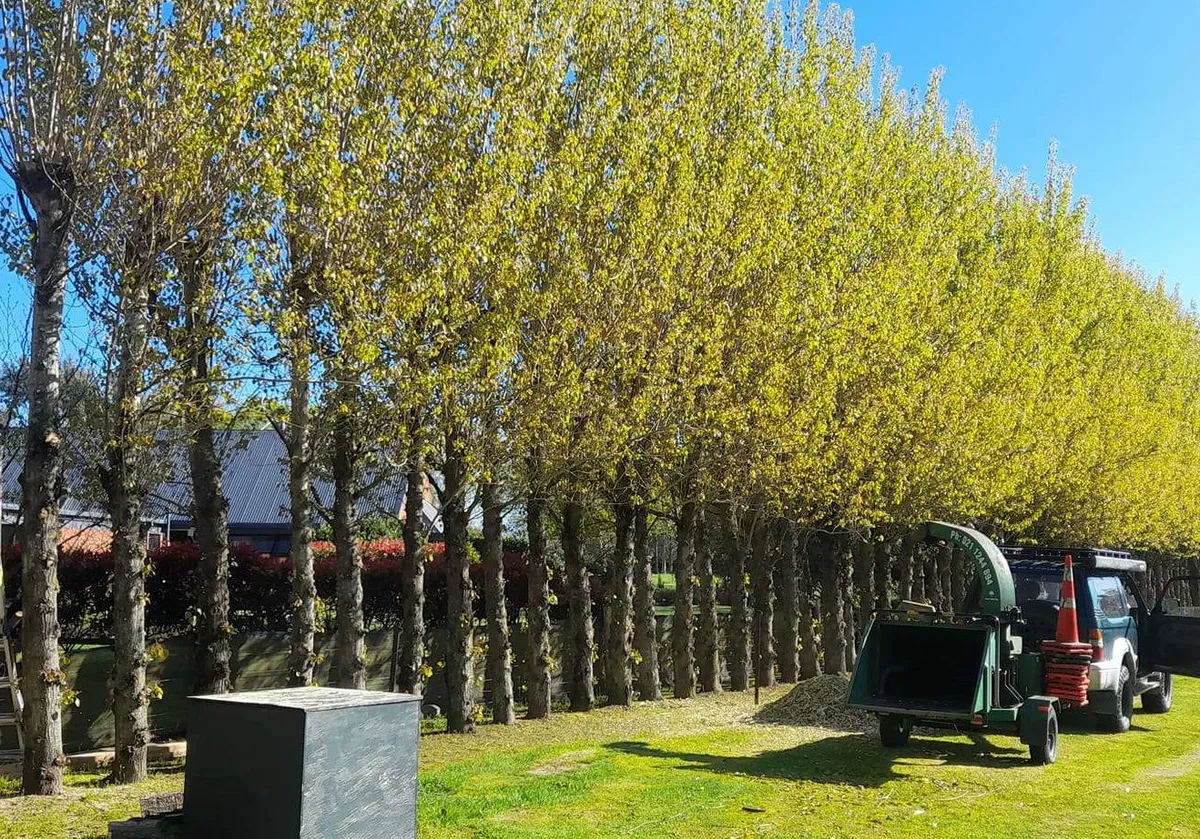 Brians Tree Services Limited