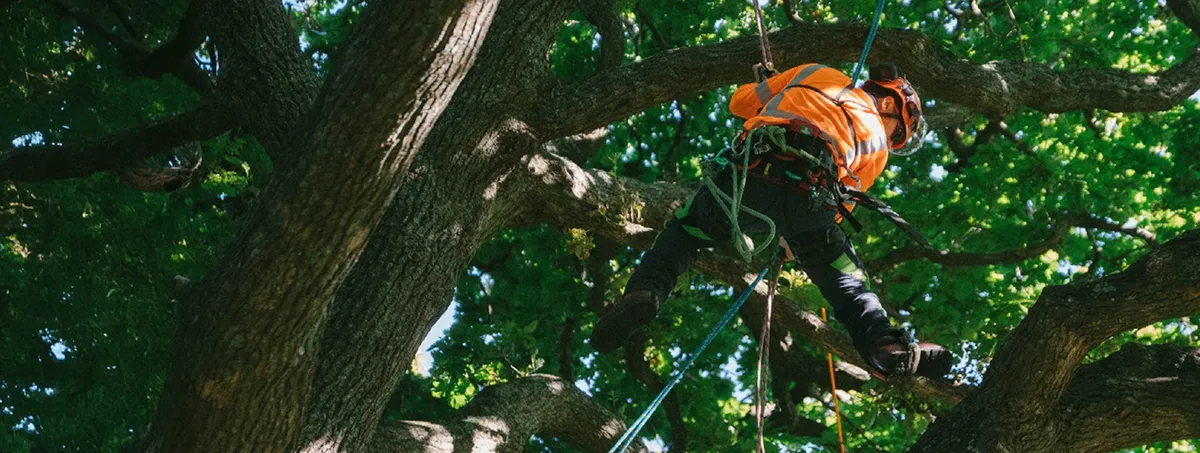 Treescape Limited - Warkworth