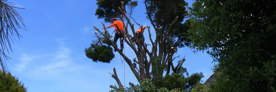 Natural Balance All Tree Services