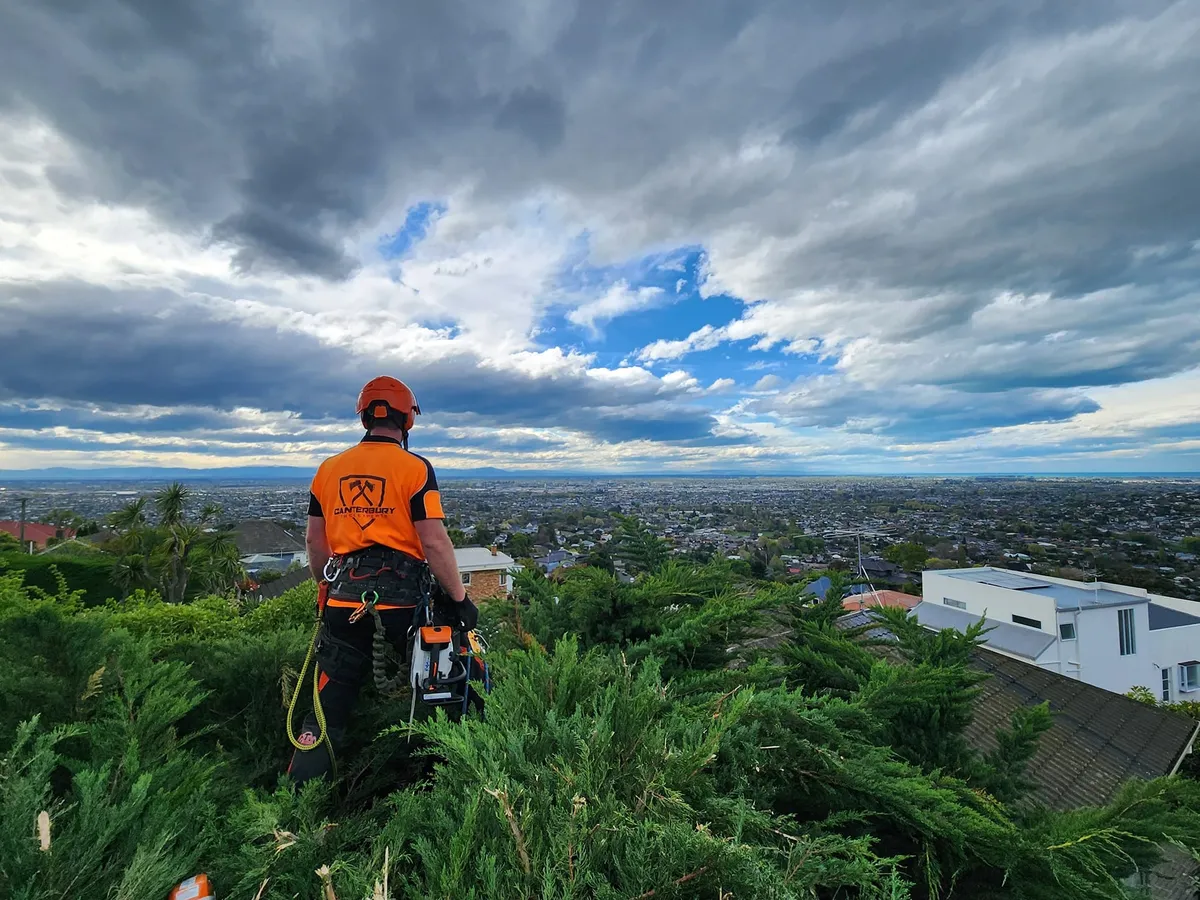 Canterbury Tree Experts