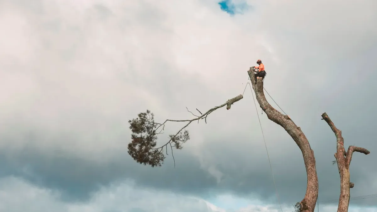 CK Treework Limited