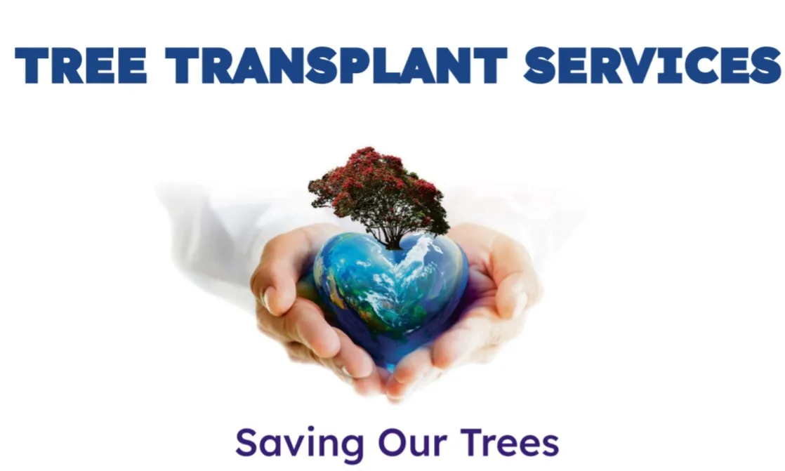 Tree Transplant Services and Specimen Trees