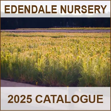 Awatere Seed Orchard