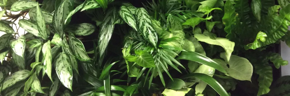 Florax Indoor Plants